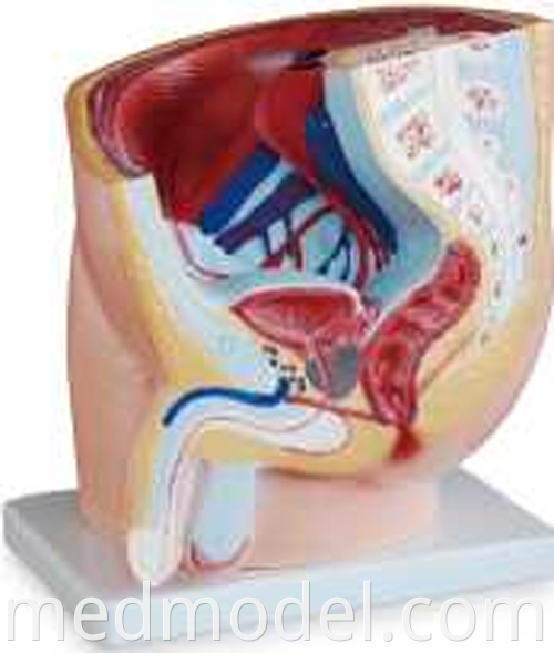 Pelvis Section